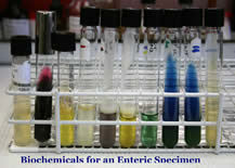 Biochemicals for an enteric specimen