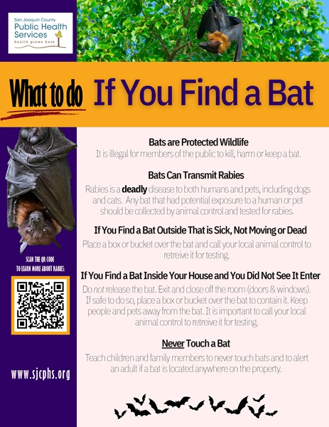 Rabies Flyer Aug 2026 What To Do If You Find a Bat